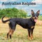 BrownTrout; Australian Kelpies | 2027 12 x 24 Inch (Hanging) Monthly Square Wall Calendar | Plastic-Free; Category:Wall Calendars; Image:2